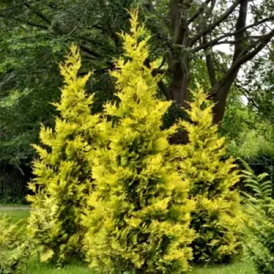 Туя ГОЛДЕН БРАБАНТ западная в Полоцке