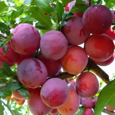 Слива НЕКТАРИННАЯ АРОМАТНАЯ в Полоцке