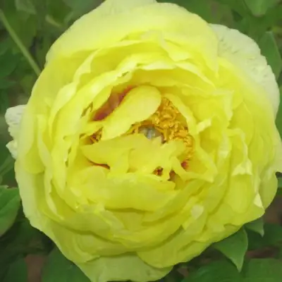 Пион ЗОЛОТО ПОДНЕБЕСНОЙ древовидный в Полоцке