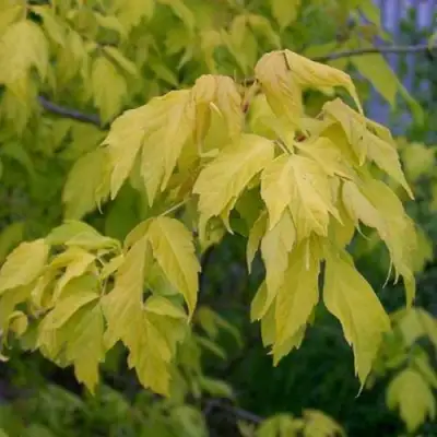 Клен ясенелистный в Полоцке