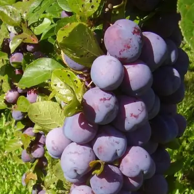 Слива НАГРАДА НЕМАНСКАЯ в Полоцке