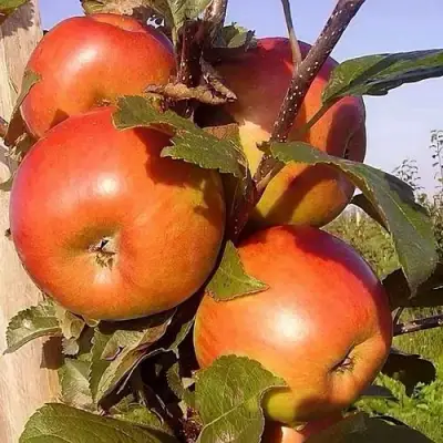 Яблоня ФРИДОМ в Полоцке