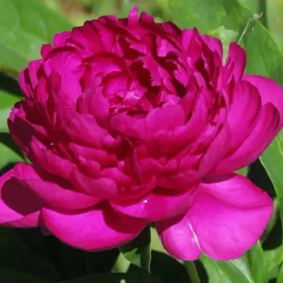 Пион БАРХАТ НОЧИ травянистый в Полоцке