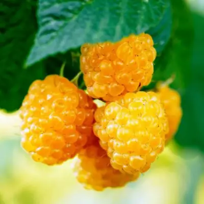 Малина МЕДОВАЯ в Полоцке