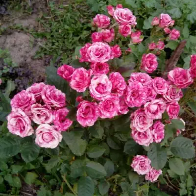 Роза ФЛЕШ ДАНС спрей в Полоцке