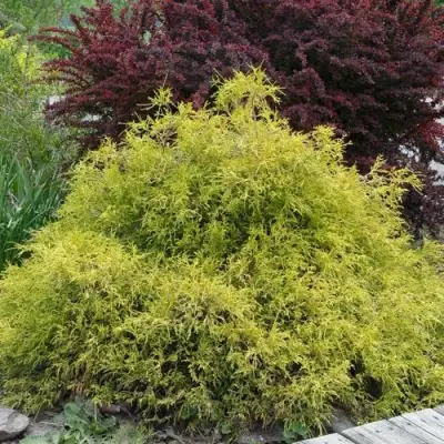 Кипарисовик ГОЛДЕН МОП горохоплодный в Полоцке