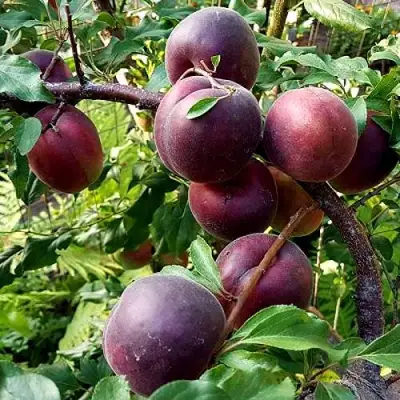 Шарафуга БЕЛЛА РОЯЛЬ в Полоцке