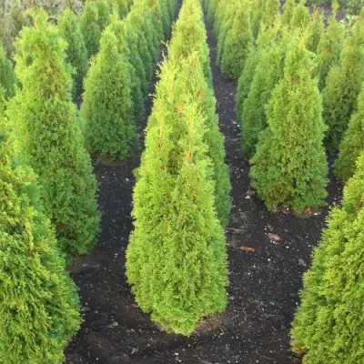 Туя САННИ СМАРАГД западная  в Полоцке
