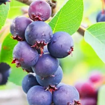 Ирга СМОУКИ в Полоцке