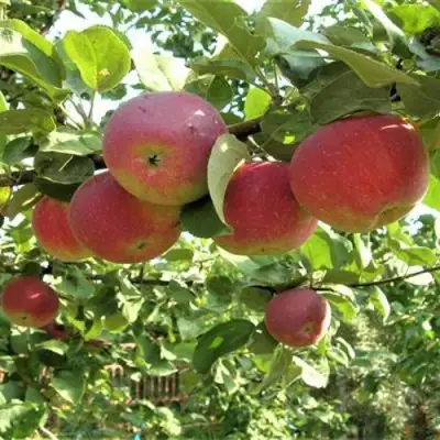 Яблоня ОРЛИК в Полоцке