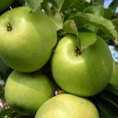 Яблоня КАЛУЖАНКА в Полоцке