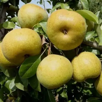 Груша ПЛАТОНОВСКАЯ в Полоцке