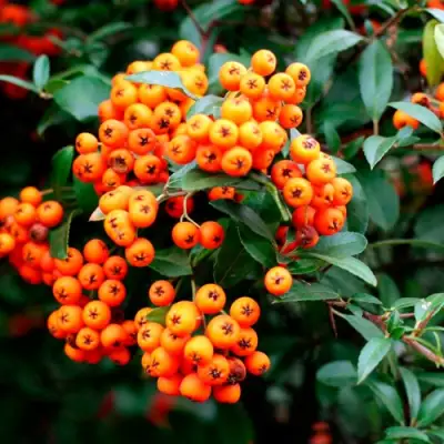 Пираканта ОРАНЖ ГЛОУ в Полоцке