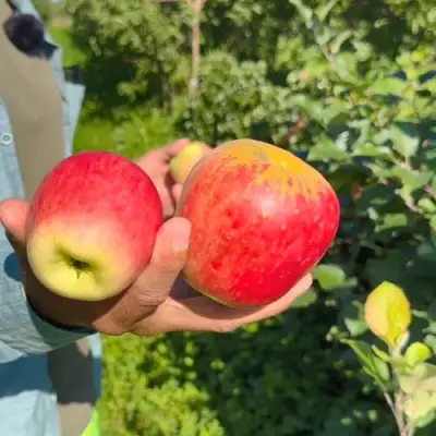 Яблоня БЛАГАЯ ВЕСТЬ в Полоцке