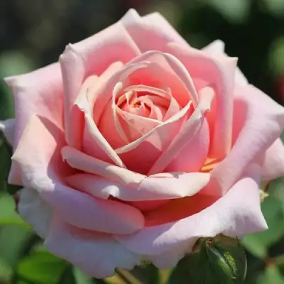 Роза ФРЕДЕРИК МИСТРАЛЬ чайно-гибридная в Полоцке