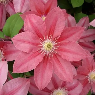 Клематис ЛИТЛ МЕРМЕЙД в Полоцке