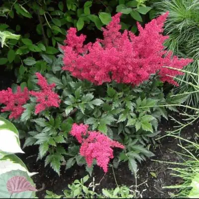 Астильба БОНН японская в Полоцке