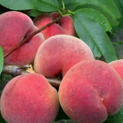 Персик ЮБИЛЕЙ СТОЛИЦЫ колонновидный в Полоцке