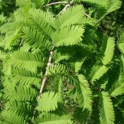 Метасеквойя  ГЛИПТОСТРОБОИДНАЯ  в Полоцке