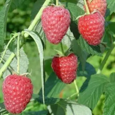 Малина ремонтантная Полесье