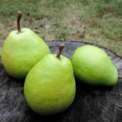 Груша БЕРЕ ЛЮКА в Полоцке