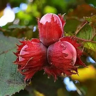 Фундук КРАСНЫЙ ЯНТАРЬ в Полоцке