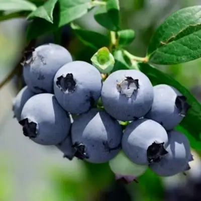 Голубика СИЕРРА в Полоцке