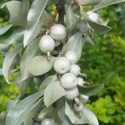 ЛОХ СЕРЕБРИСТЫЙ в Полоцке