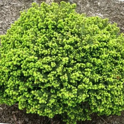 Ель ЛИТЛ ДЖЕМ обыкновенная в Полоцке