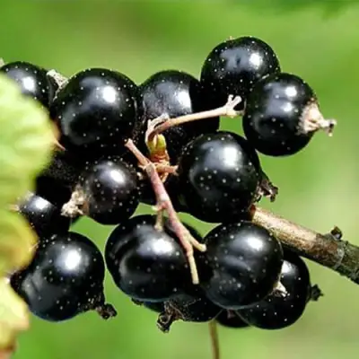 Смородина чёрная ЦЕРЕРА в Полоцке