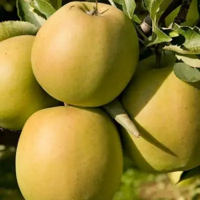 Яблоня МУТСУ в Полоцке