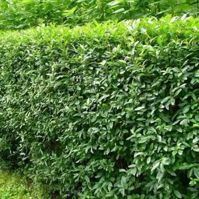 Бирючина обыкновенная в Полоцке