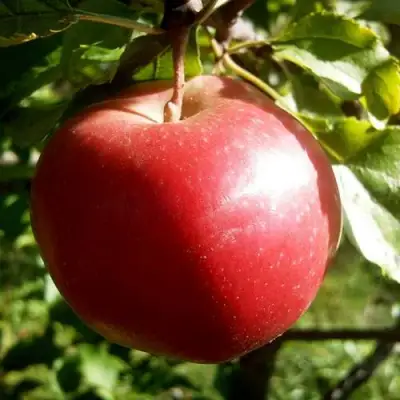 Яблоня НАСТЕНЬКА в Полоцке