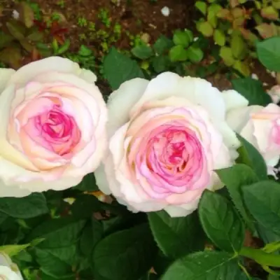 Роза ДОЛЬЧЕ ВИТА чайно-гибридная в Полоцке