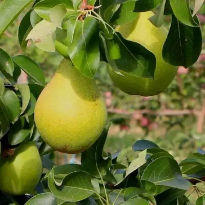 Груша ДОБРЯНКА в Полоцке