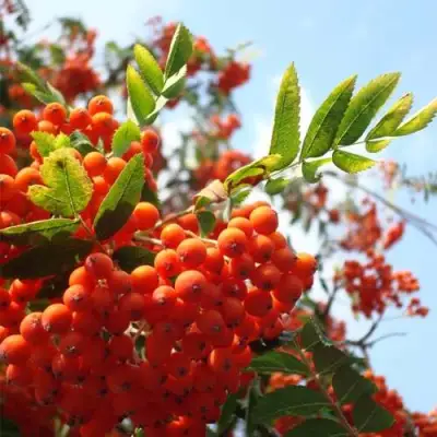 Рябина ВЕФЕД сладкоплодная в Полоцке