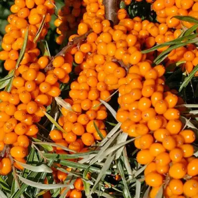 Облепиха ЕЛИЗАВЕТА в Полоцке