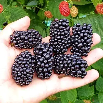 Ежевика ОУАЧИТА бесшипная  в Полоцке