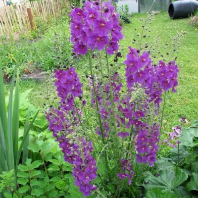 Коровяк ВИОЛЕТТА (вербаскум) в Полоцке