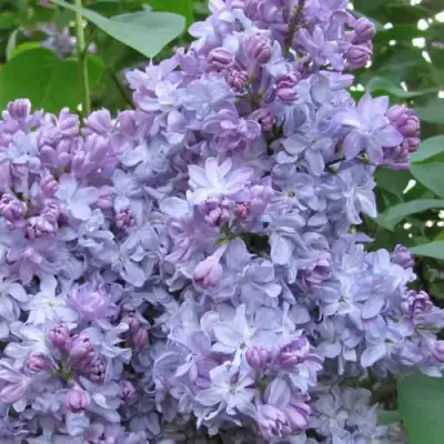 Сирень НЕБО МОСКВЫ в Полоцке