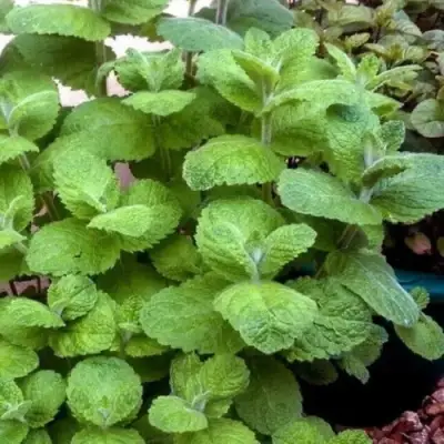 Мята яблочная в Полоцке