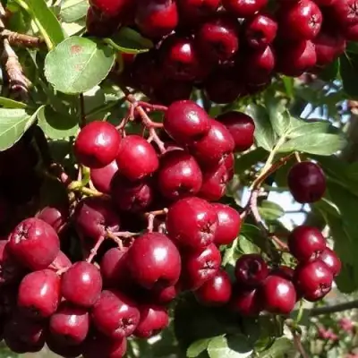 Рябина ГРАНАТНАЯ сладкоплодная в Полоцке