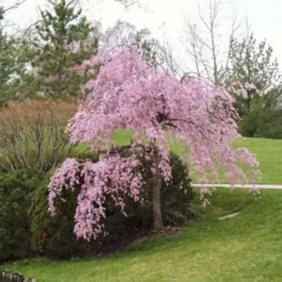 Сакура КИКУ ШИДАРЕ в Полоцке