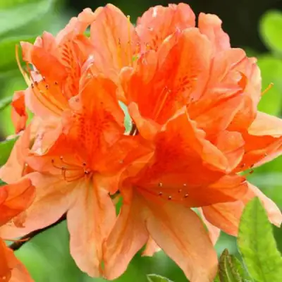 Азалия ГЕЙША ОРАНЖ японская в Полоцке