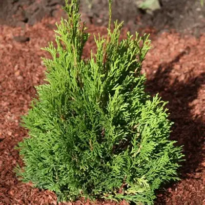 Туя МИКИ западная в Полоцке