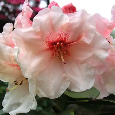 Рододендрон ХАНЯ	 в Полоцке