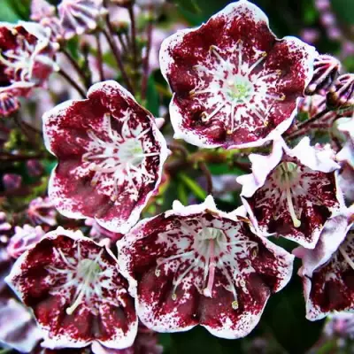 Кальмия БЛЕК ЛЕЙБЛ  в Полоцке