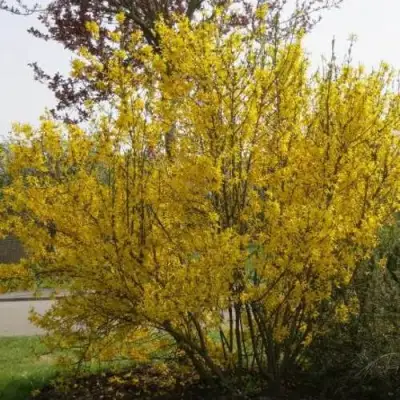 Форзиция КАМСОН промежуточная в Полоцке