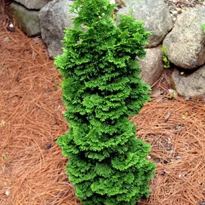 Туя СПИРАЛИС МИНИ западная в Полоцке