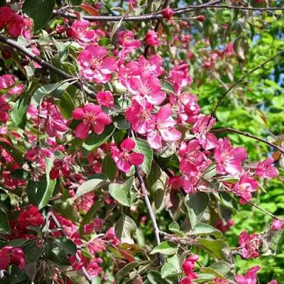 Яблоня КИТАЙКА ДОЛГО декоративная в Полоцке